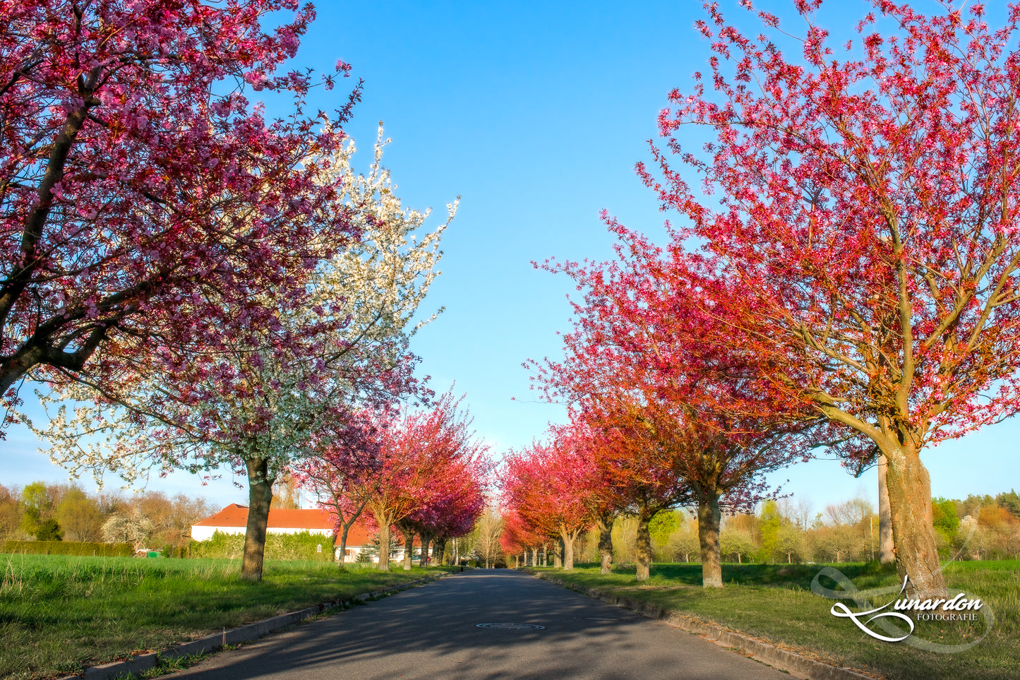 Wandbild "Apfelblüte"