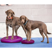 FitPAWS Balance-Scheibe für Haustiere 36 cm Razzleberry