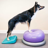 FitPAWS Balance-Rampe für Hautiere 35x35x7 cm Blau