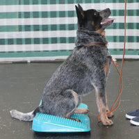 FitPAWS Balance-Rampe für Hautiere 35x35x7 cm Blau