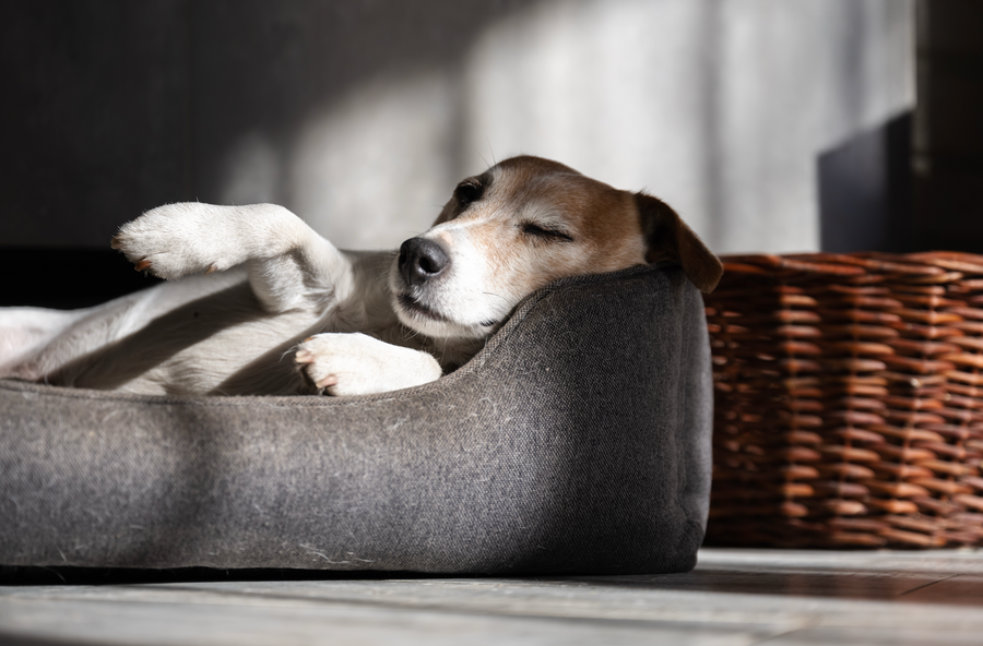 Hundebetten & Tierkomfort