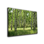 Leinwand ’Birkenmärchenwald’ - Poster Drucke & Wandbilder