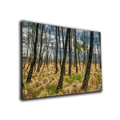 Leinwand ’Moorbirken’ - Poster Drucke & Wandbilder